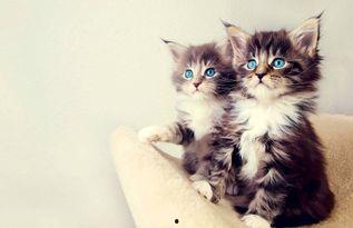 娱乐吃瓜酱猫条